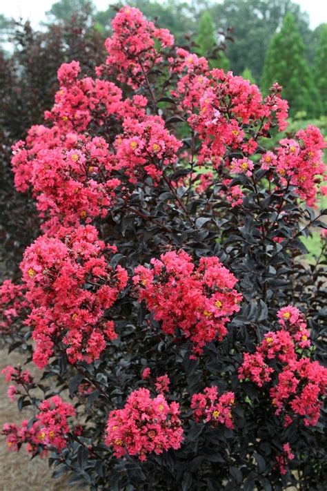 The Magic of Fall: Lagerstroemia Magic Series and its Stunning Autumn Colors
